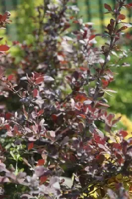 BERBERIS thunbergii 'Atropurpurea' - image 1