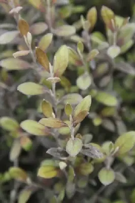 COROKIA virgata 'Frosted Chocolate'