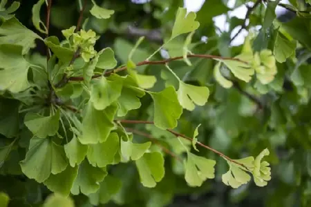 GINKGO biloba 'Fastigiata Blagon' - image 2