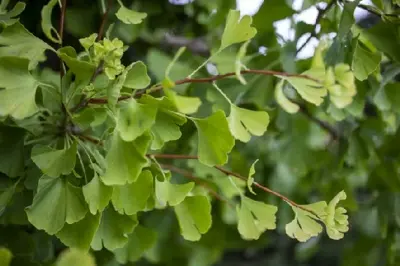 GINKGO biloba 'Fastigiata Blagon' - image 2