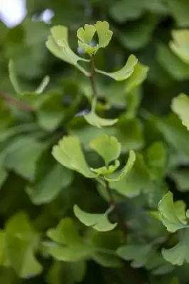 GINKGO biloba 'Fastigiata Blagon' - image 3