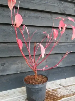 CORNUS alba 'Miracle'