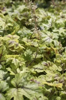 HEUCHERELLA 'Alabama Sunrise' - image 1