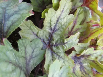 HEUCHERELLA 'Alabama Sunrise' - image 2