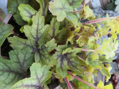HEUCHERELLA 'Alabama Sunrise' - image 3