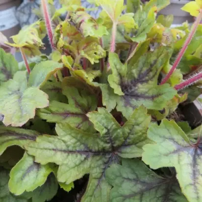 HEUCHERELLA 'Alabama Sunrise' - image 4