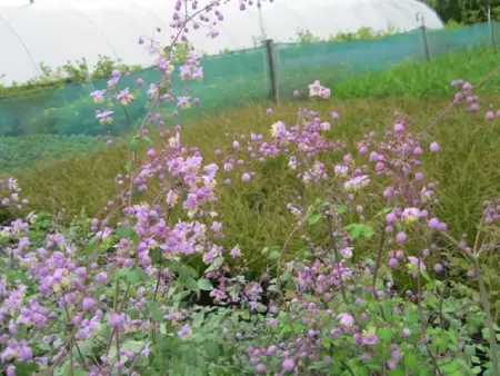 THALICTRUM delavayi