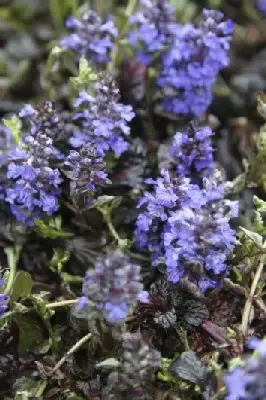AJUGA reptans 'Black Scallop' - image 3