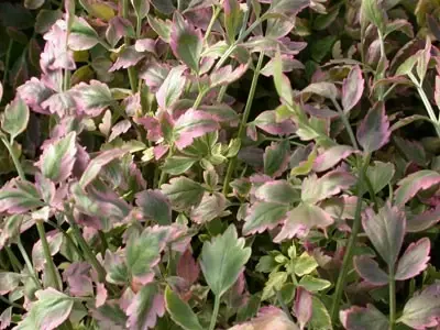 OENANTHE javanica 'Flamingo'