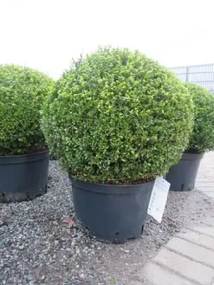 ILEX crenata 'Glorie Dwarf' - image 2