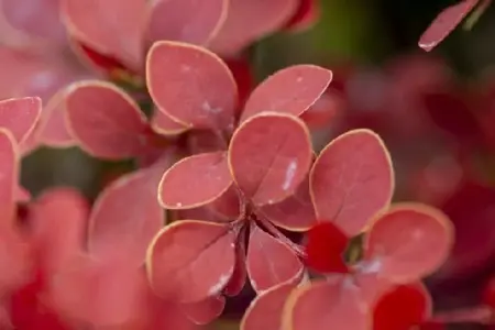 BERBERIS thunbergii 'Golden Ring' - image 1