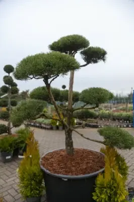 PINUS sylvestris