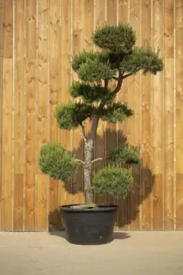 PINUS sylvestris - image 4