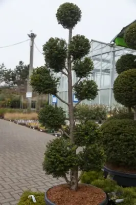 TAXUS baccata 'Hopkens Gigant'