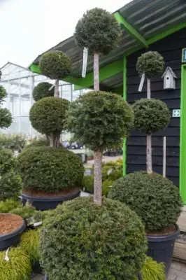 TAXUS baccata 'Hopkens Gigant' - image 2