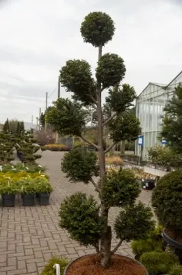 TAXUS baccata 'Hopkens Gigant' - image 3
