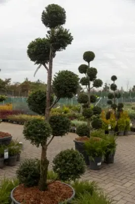 TAXUS baccata 'Hopkens Gigant' - image 4