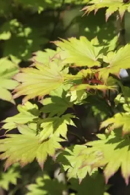 ACER shirasawanum 'Aureum'