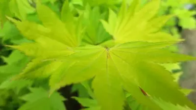 ACER shirasawanum 'Aureum' - image 2