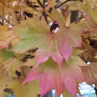 ACER shirasawanum 'Aureum' - image 3