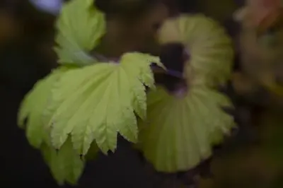 ACER shirasawanum 'Aureum' - image 4