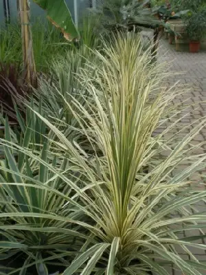 CORDYLINE australis 'Torbay Dazzler'