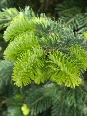 ABIES nordmanniana