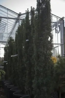 TAXUS baccata 'Fastigiata Robusta'
