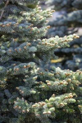 PICEA pungens 'Montgomery'