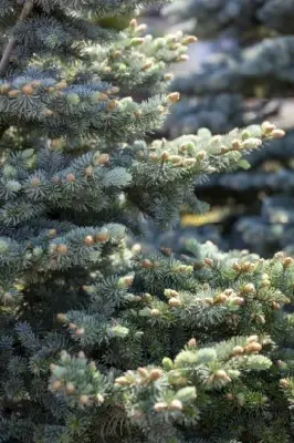 PICEA pungens 'Montgomery'