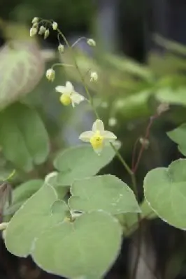 EPIMEDIUM x versicolor 'Sulphureum' - image 4