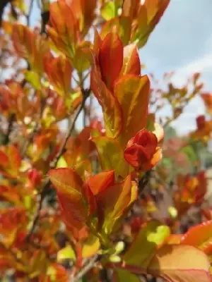 LAGERSTROEMIA indica