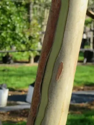 LAGERSTROEMIA indica - image 2