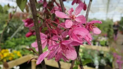 MALUS 'Royal Beauty'