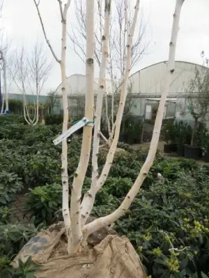BETULA utilis jacquemontii