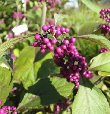 CALLICARPA bodinieri 'Profusion' - image 2