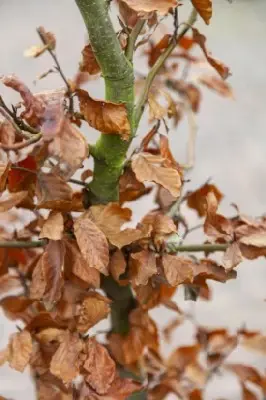 FAGUS sylvatica - image 3