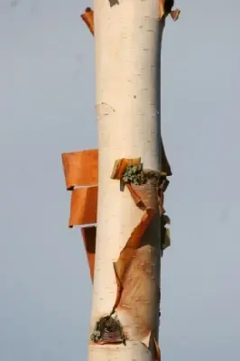 BETULA utilis jacquemontii