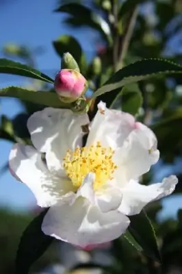 CAMELLIA sasanqua White