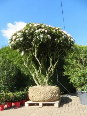 RHODODENDRON 'Jacksonii'