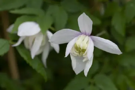 CLEMATIS alpina 'Pink Flamingo' - image 2