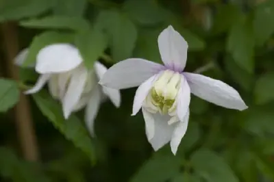 CLEMATIS alpina 'Pink Flamingo' - image 2