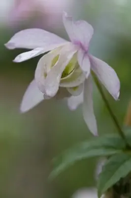 CLEMATIS alpina 'Pink Flamingo' - image 3