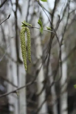 BETULA utilis jacquemontii - image 1