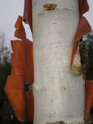 BETULA albosinensis 'Fascination' - image 4