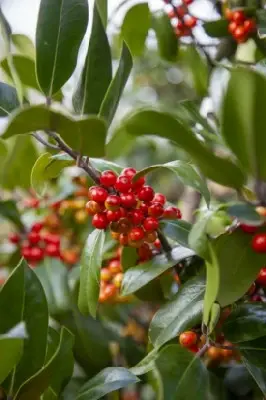 ILEX x altaclerensis 'Camelliifolia'