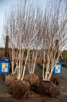 BETULA nigra