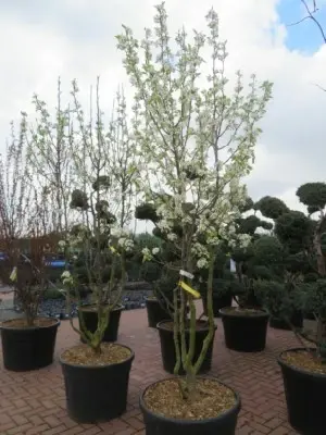 PYRUS calleryana 'Chanticleer'