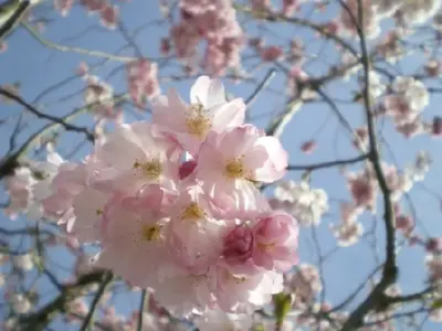 PRUNUS 'Accolade' - image 2