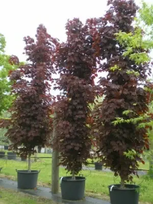 ACER platanoides'Crimson Sentry' - image 2